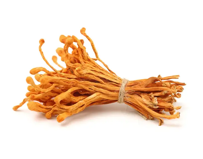 Cordyceps