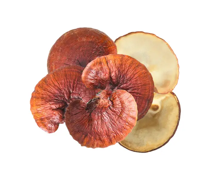 Reishi1